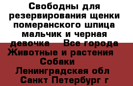 Свободны для резервирования щенки померанского шпица мальчик и черная девочка  - Все города Животные и растения » Собаки   . Ленинградская обл.,Санкт-Петербург г.